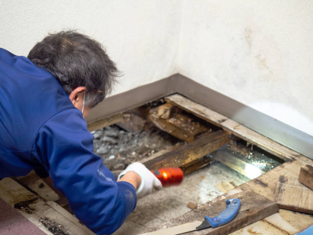 Best Mold Damage Repair  in Port Allegany, PA