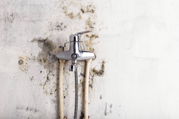 Best Office Mold Removal Services  in Port Allegany, PA