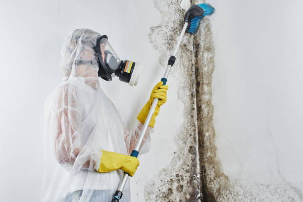 Best Commercial Mold Removal  in Port Allegany, PA