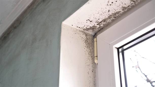 Best Mold Testing  in Port Allegany, PA