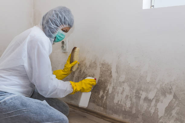 Best Residential Mold Removal  in Port Allegany, PA