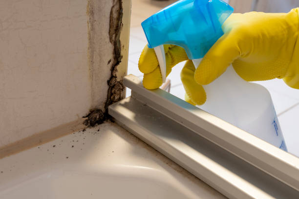 Mold Testing and Removal in Port Allegany, PA