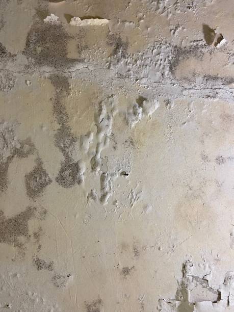 Mold Removal Process in Port Allegany, PA