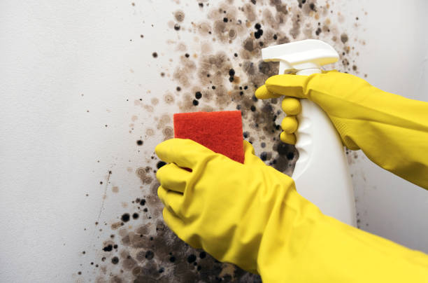 Attic Mold Removal in Port Allegany, PA