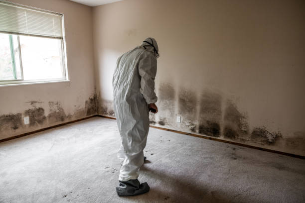 Trusted Port Allegany, PA Mold Removal Experts