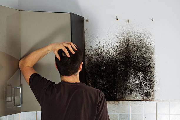 Best Home Mold Removal  in Port Allegany, PA