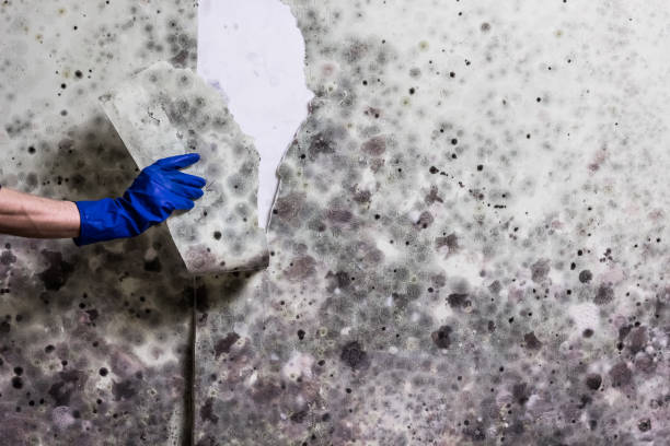 Best Emergency Mold Removal  in Port Allegany, PA