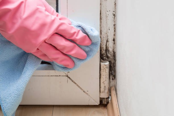 Best Mold Testing and Removal  in Port Allegany, PA