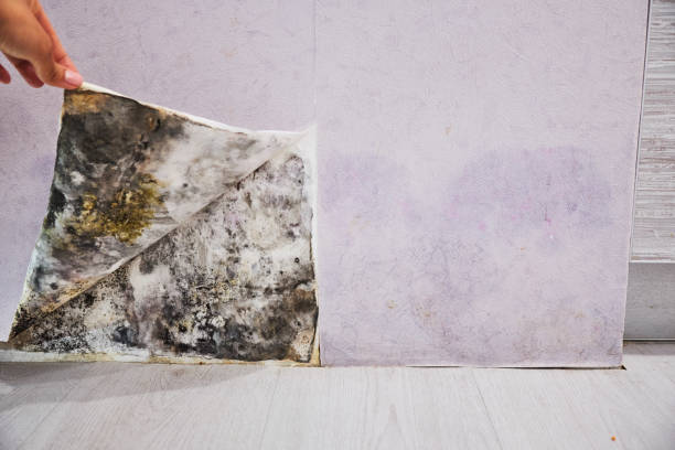 Best Toxic Mold Removal  in Port Allegany, PA